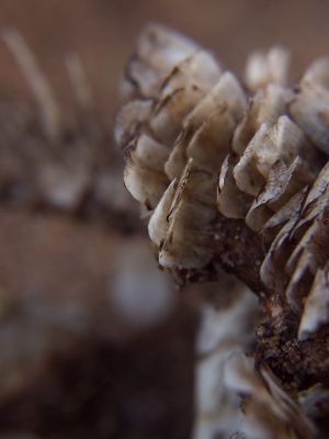 Tiny Universes 5562, 2016, by Joshua W Murray