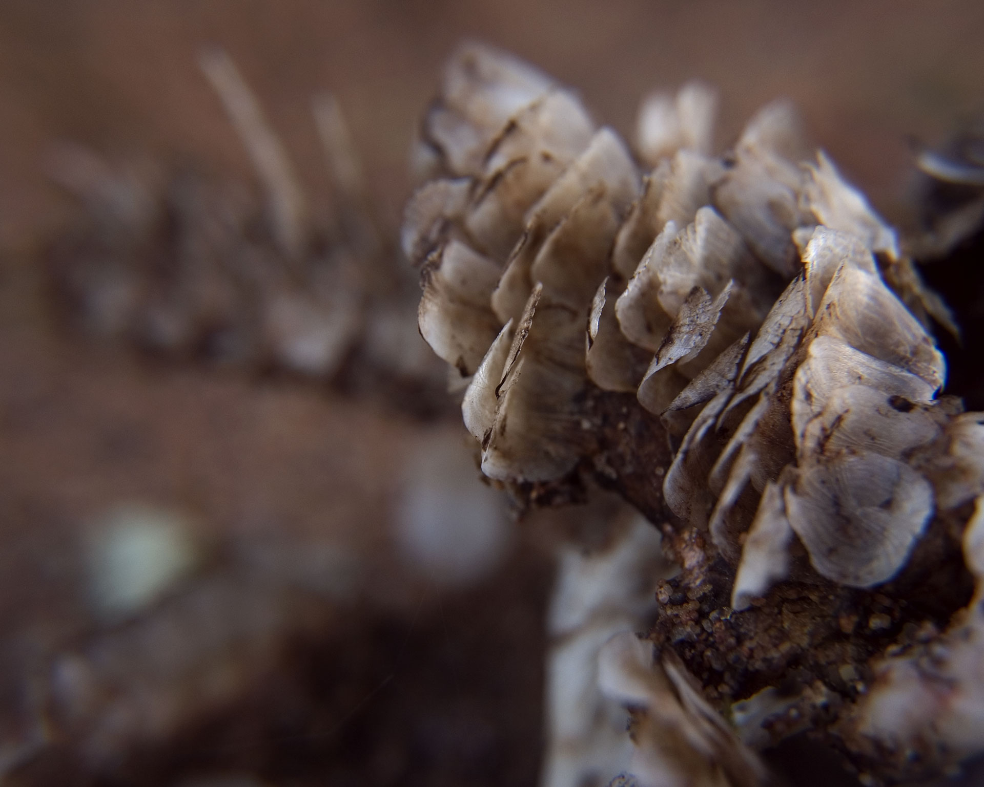 Tiny Universes 5562, 2016, by Joshua W Murray