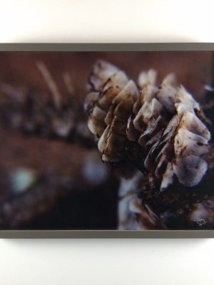 Tiny Universes 5562, 2016, by Joshua W Murray