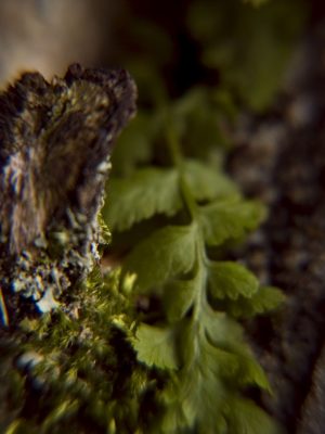 Tiny Universes 5615, 2016, by Joshua W Murray