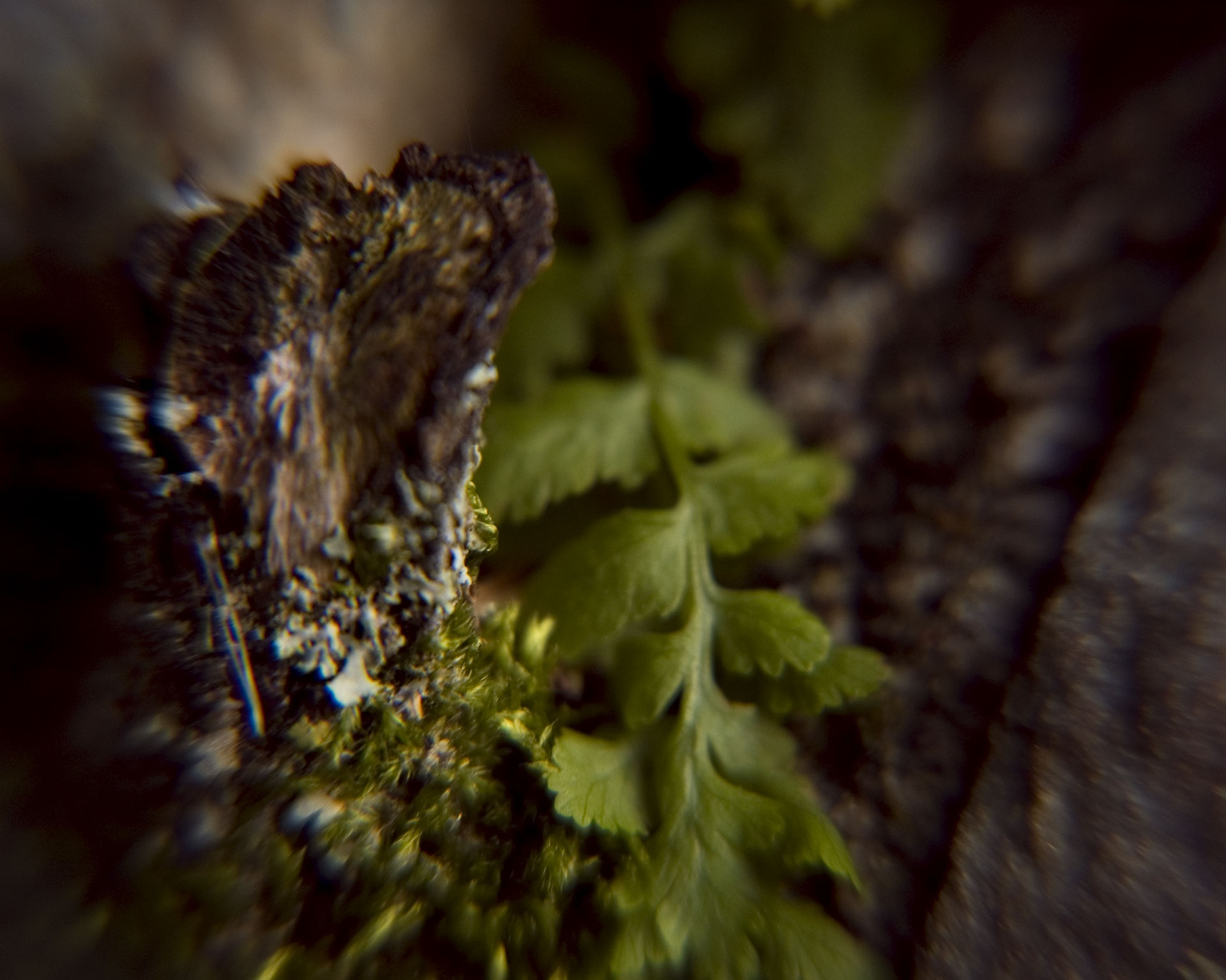 Tiny Universes 5615, 2016, by Joshua W Murray