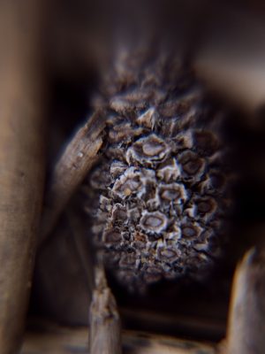 Tiny Universes 5724, 2016, by Joshua W Murray