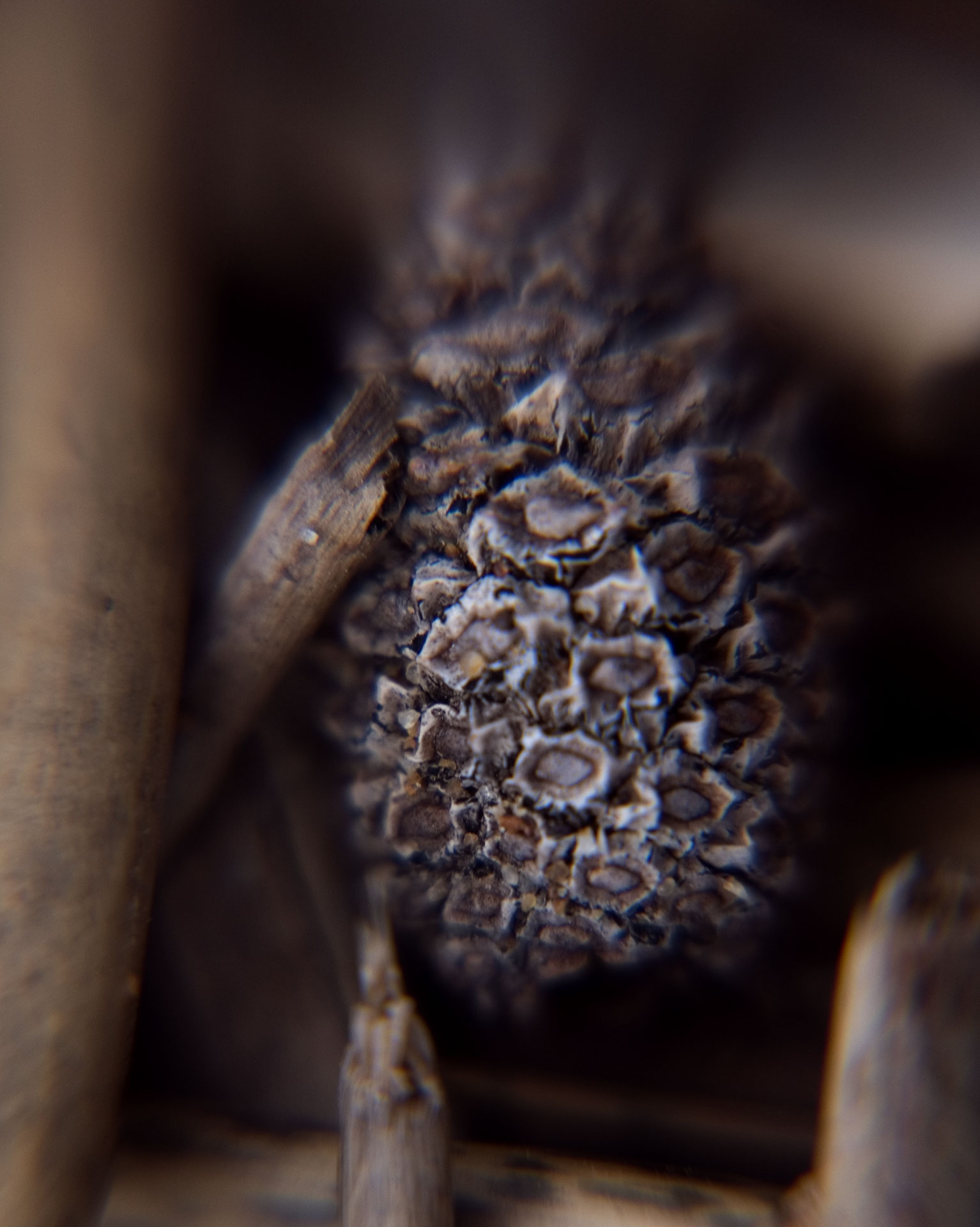 Tiny Universes 5724, 2016, by Joshua W Murray