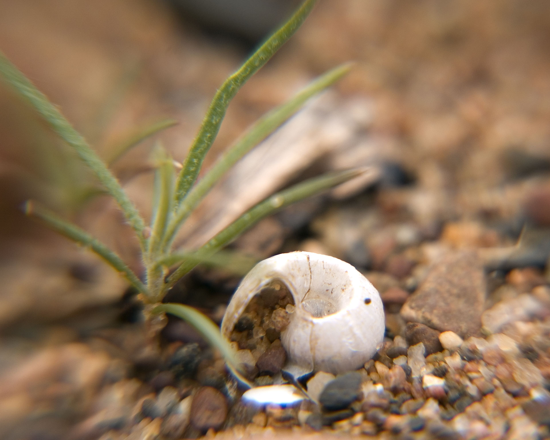 Tiny Universes 5732, 2016, by Joshua W Murray