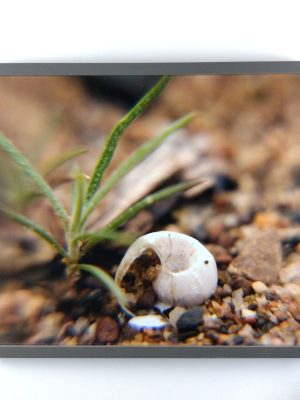 Tiny Universes 5732, 2016, by Joshua W Murray