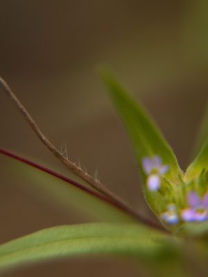 Tiny Universes 5741, 2016, by Joshua W Murray