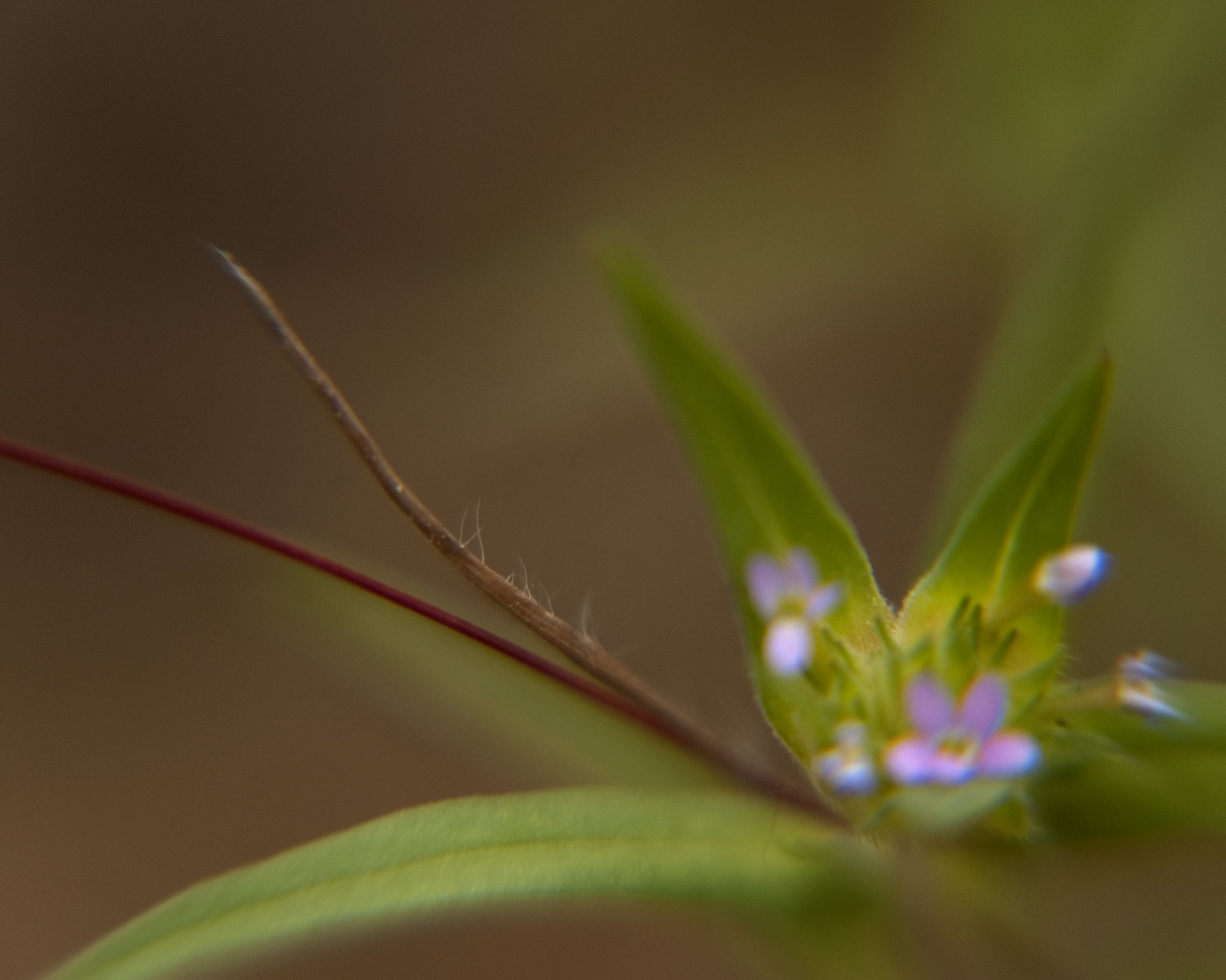 Tiny Universes 5741, 2016, by Joshua W Murray