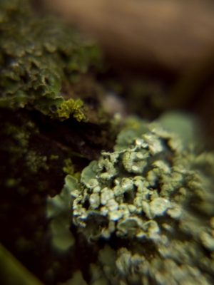 Tiny Universes 5879, 2016, by Joshua W Murray