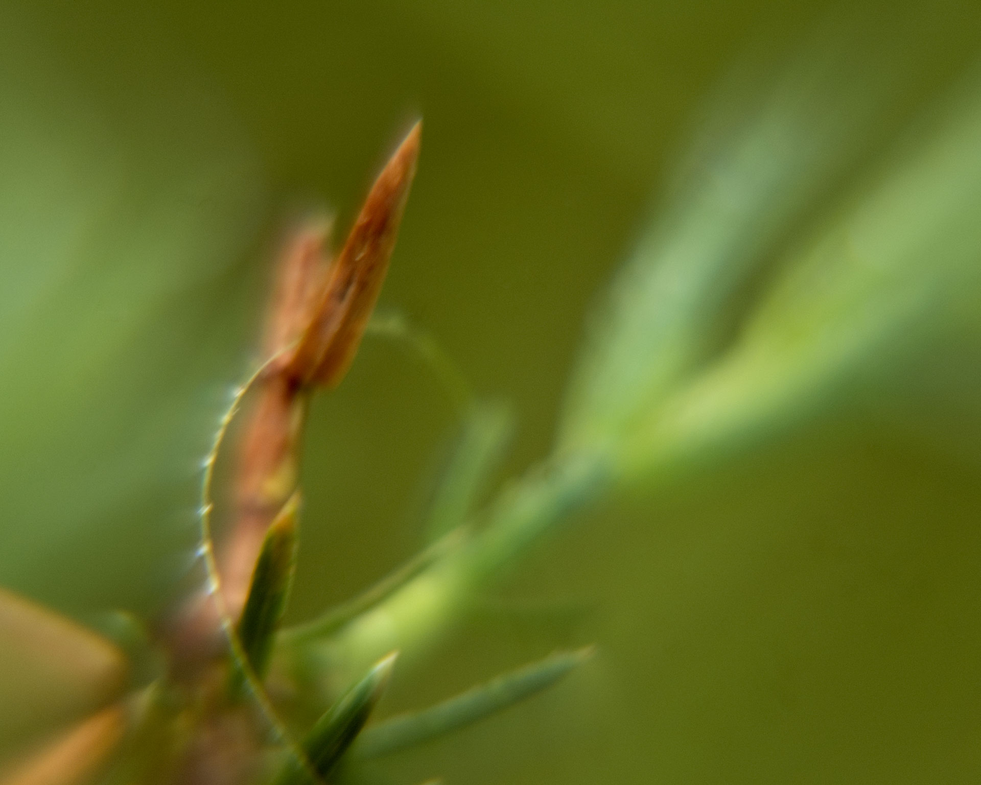 Tiny Universes 5885, 2016, by Joshua W Murray