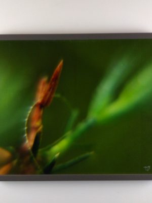 Tiny Universes 5885, 2016, by Joshua W Murray