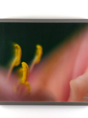 Tiny Universes 5889, 2016, by Joshua W Murray